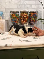 Toñita , a female English Bulldog for sale in Chicago, IL – 2 of 4