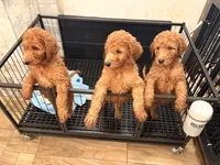 Boys & girls , a female Goldendoodle for sale in Chicago, IL – 2 of 4