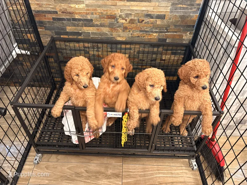 Boys & girls  – Goldendoodle puppy for sale in Chicago, IL