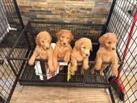 Boys & girls , a female Goldendoodle for sale in Chicago, IL – 1 of 4