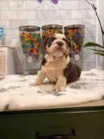 Gordis , a female English Bulldog for sale in Chicago, IL – 3 of 5
