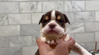 El pinto , a male English Bulldog for sale in Chicago, IL – 1 of 1