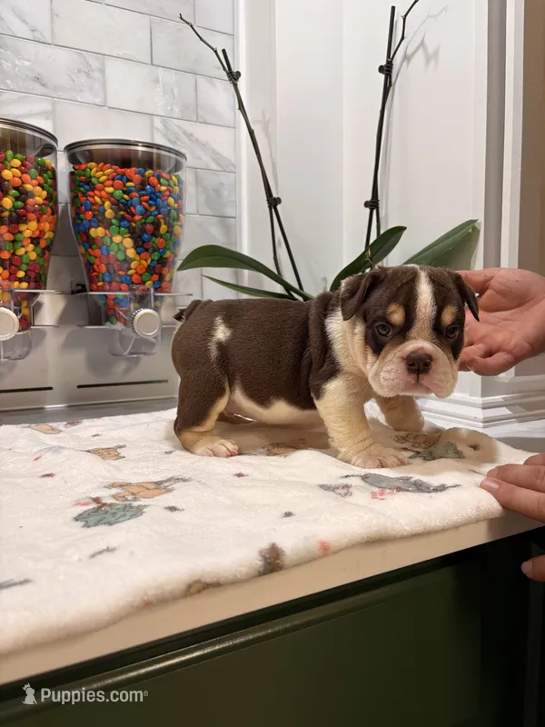 El pinto  – English Bulldog puppy for sale in Chicago, IL