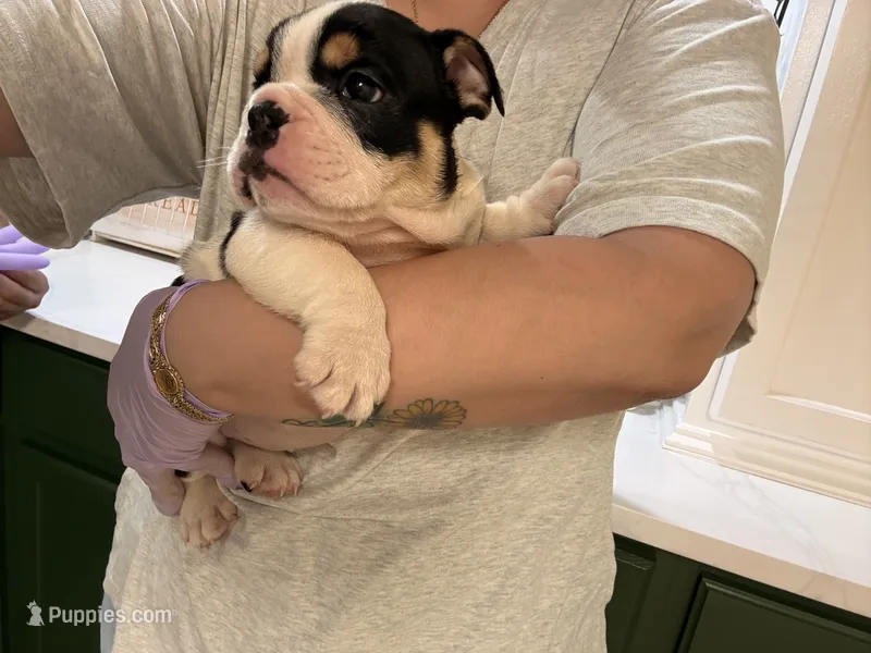 Camilo  – English Bulldog puppy for sale in Chicago, IL
