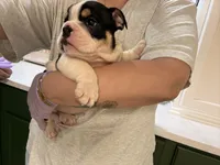 Camilo , a male English Bulldog for sale in Chicago, IL – 1 of 5