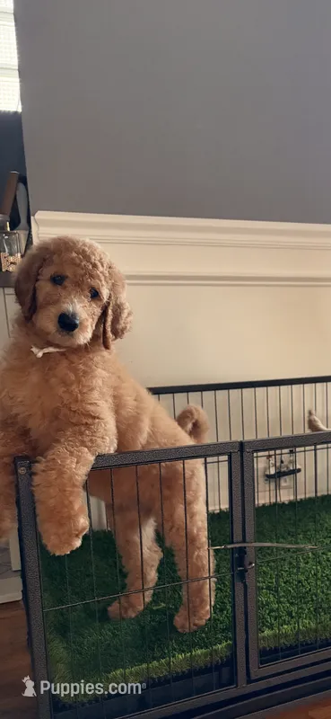 Sky  – Goldendoodle puppy for sale in Chicago, IL
