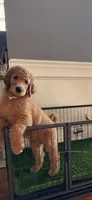 Sky , a female Goldendoodle for sale in Chicago, IL – 1 of 1