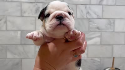 Estrella , a female English Bulldog for sale in Chicago, IL – 1 of 1