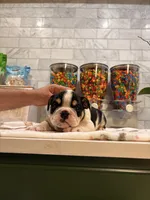 Camilo , a male English Bulldog for sale in Chicago, IL – 4 of 5