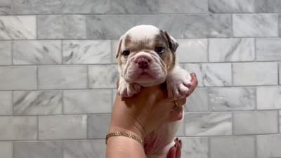 Pancho , a male English Bulldog for sale in Chicago, IL – 1 of 1