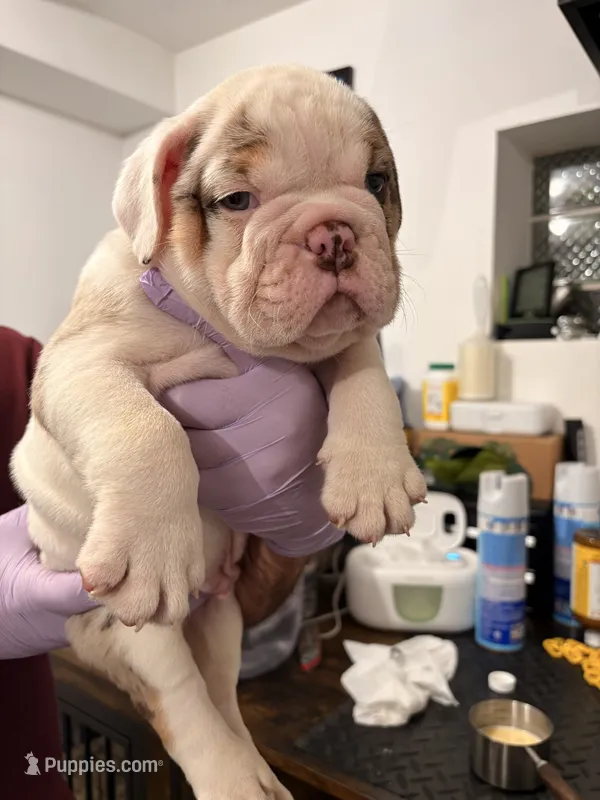 Pancho  – English Bulldog puppy for sale in Chicago, IL