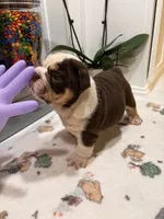 Gordis , a female English Bulldog for sale in Chicago, IL – 5 of 5