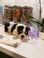 Camilo , a male English Bulldog for sale in Chicago, IL – 5 of 5