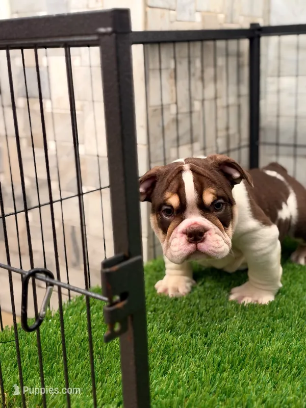 El pinto  – English Bulldog puppy for sale in Chicago, IL