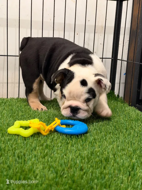 Toñita  – English Bulldog puppy for sale in Chicago, IL