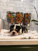 Camilo , a male English Bulldog for sale in Chicago, IL – 3 of 5