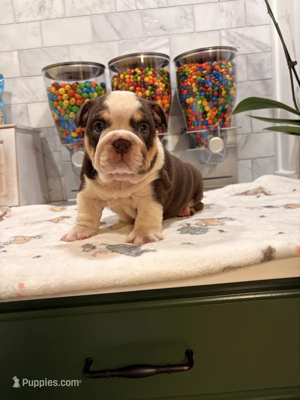 Gordis  – English Bulldog puppy for sale in Chicago, IL