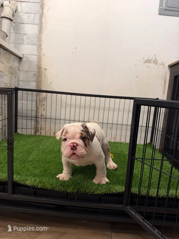 Pancho  – English Bulldog puppy for sale in Chicago, IL