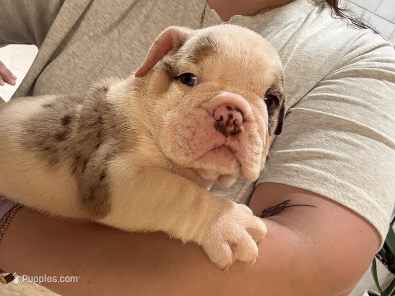 Pancho  – English Bulldog puppy for sale in Chicago, IL