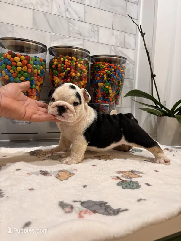Estrella  – English Bulldog puppy for sale in Chicago, IL