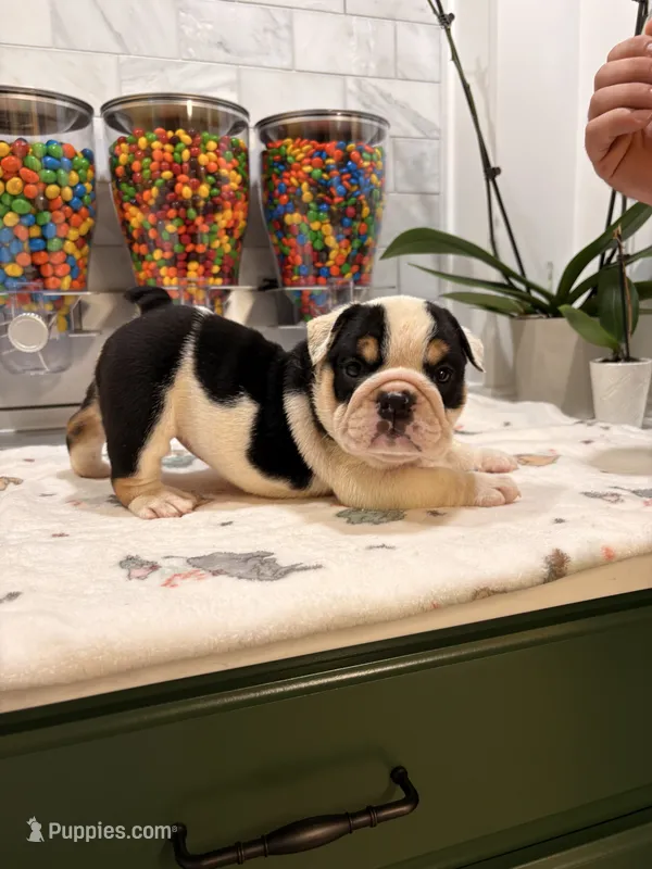 Toñita  – English Bulldog puppy for sale in Chicago, IL