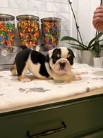 Toñita , a female English Bulldog for sale in Chicago, IL – 1 of 4