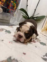 Gordis , a female English Bulldog for sale in Chicago, IL – 2 of 5
