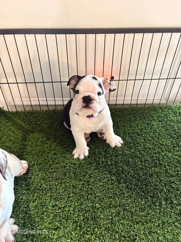 Toñita  – English Bulldog puppy for sale in Chicago, IL