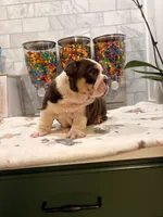Gordis , a female English Bulldog for sale in Chicago, IL – 4 of 5