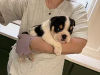 Camilo , a male English Bulldog for sale in Chicago, IL – 2 of 5