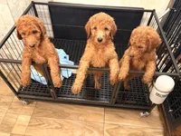 Boys & girls , a female Goldendoodle for sale in Chicago, IL – 3 of 4