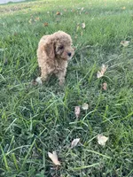 Lilly, a female Cavapoo for sale in Loogootee, IN – 3 of 7