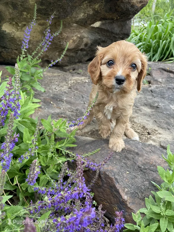 Cleo – Cavapoo puppy for sale in Loogootee, IN