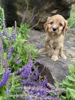 Cleo, a male Cavapoo for sale in Loogootee, IN – Photo 2 of 3