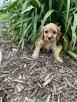 Cleo, a male Cavapoo for sale in Loogootee, IN – Photo 3 of 3