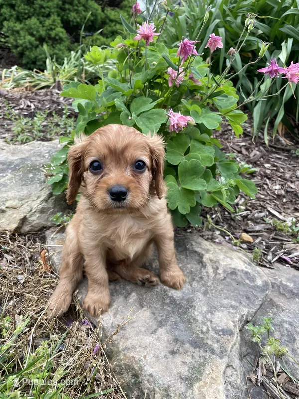 Cleo – Cavapoo puppy for sale in Loogootee, IN