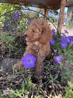 Rex, a male Cavapoo and Poodle - Miniature  for sale in Loogootee, IN – 3 of 4