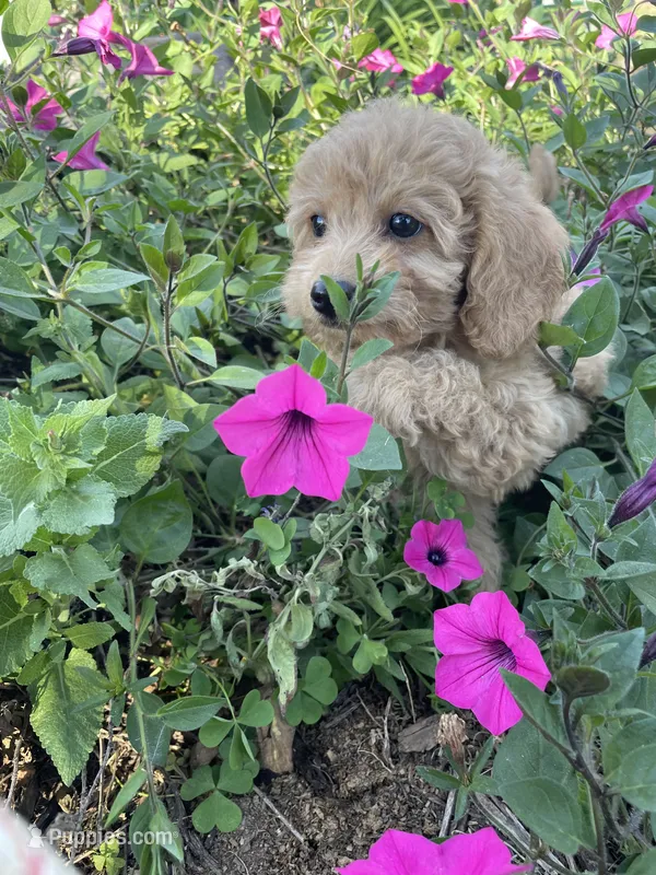 Millie – Cavapoo, Poodle - Miniature  puppy for sale in Loogootee, IN