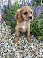 Ryder, a male Cavapoo for sale in Loogootee, IN – 2 of 3