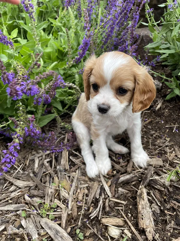 Lacy, a female Cavapoo for sale in Loogootee, IN – Photo 1 of 3