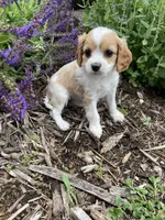 Lacy, a female Cavapoo for sale in Loogootee, IN – Photo 3 of 3
