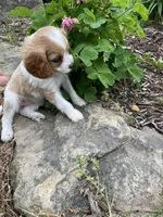 Lacy, a female Cavapoo for sale in Loogootee, IN – Photo 2 of 3