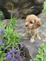 Miles, a male Cavapoo for sale in Loogootee, IN – 3 of 3