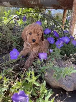 Rex, a male Cavapoo and Poodle - Miniature  for sale in Loogootee, IN – 2 of 4