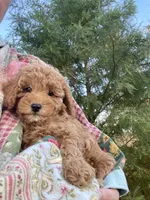 Lilly, a female Cavapoo for sale in Loogootee, IN – 7 of 7