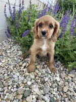 Ryder, a male Cavapoo for sale in Loogootee, IN – 3 of 3