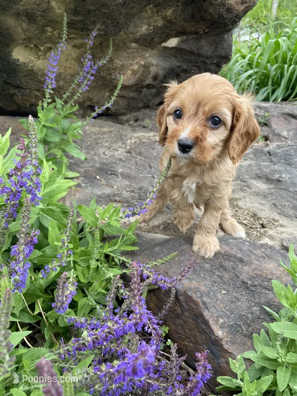 Miles – Cavapoo puppy for sale in Loogootee, IN