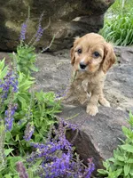 Miles, a male Cavapoo for sale in Loogootee, IN – 1 of 3