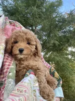 Lilly, a female Cavapoo for sale in Loogootee, IN – 6 of 7