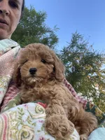 Lilly, a female Cavapoo for sale in Loogootee, IN – 1 of 7
